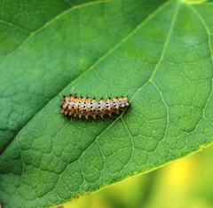 Zerynthia polyxena