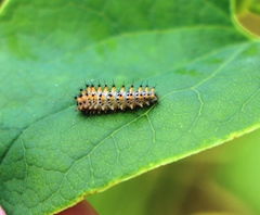 Zerynthia polyxena