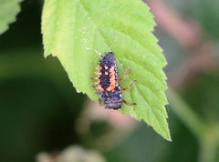 Harmonia axyridis