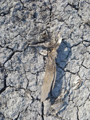 Ctenopharyngodon idella