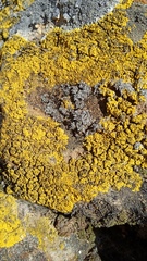 Candelina submexicana