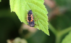 Harmonia axyridis