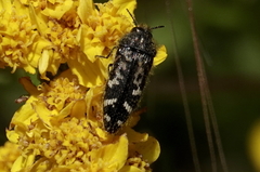 Acmaeodera connexa