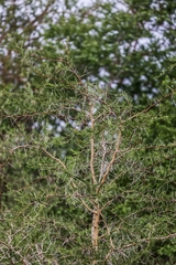 Vachellia seyal