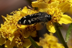 Acmaeodera connexa