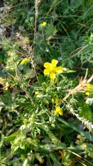 Potentilla argentea