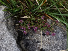 Thymus praecox britannicus