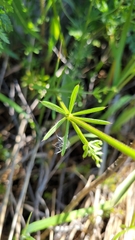 Galium tricornutum