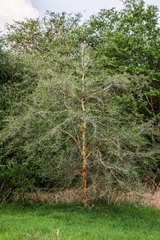 Vachellia seyal