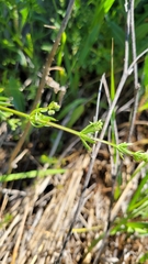 Galium tricornutum