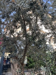 Olea europaea