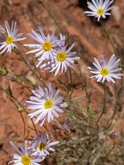 Erigeron utahensis