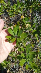 Comarostaphylis polifolia