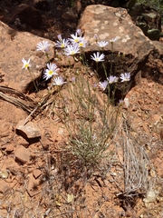 Erigeron utahensis