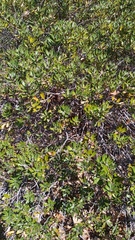 Comarostaphylis polifolia