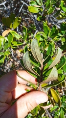 Comarostaphylis polifolia