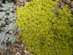 Sedum japonicum
