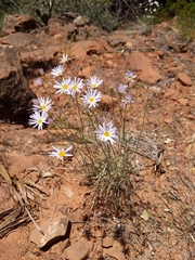 Erigeron utahensis