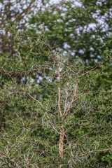 Vachellia seyal