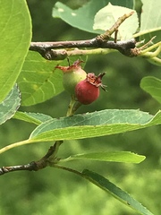 Amelanchier nantucketensis