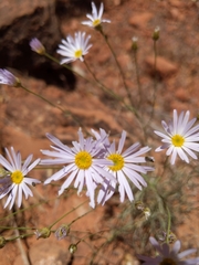 Erigeron utahensis
