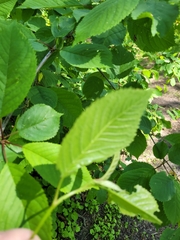 Prunus