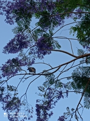 Garrulus glandarius atricapillus