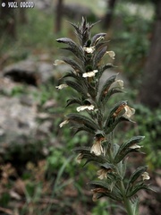 Acanthus syriacus
