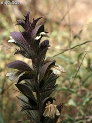 Acanthus syriacus