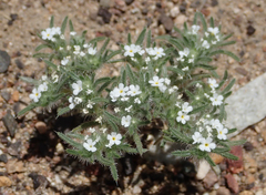 Greeneocharis similis
