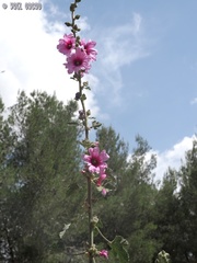 Alcea setosa