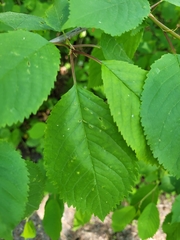 Prunus