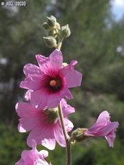 Alcea setosa