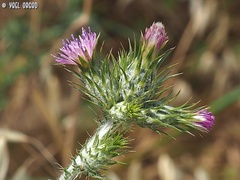 Carduus argentatus