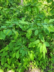 Prunus