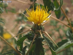 Centaurea hyalolepis