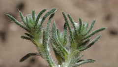 Greeneocharis similis