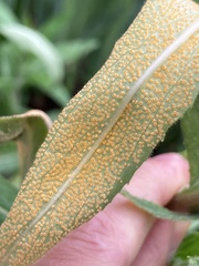 Puccinia pulverulenta