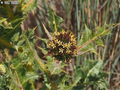 Gundelia tournefortii