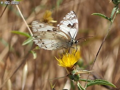 Melanargia titea