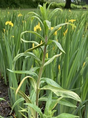 Puccinia pulverulenta