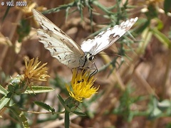 Melanargia titea