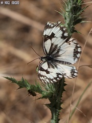 Melanargia titea