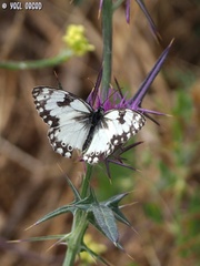 Melanargia titea