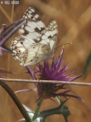 Melanargia titea