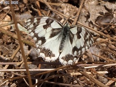 Melanargia titea