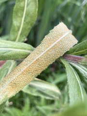 Puccinia pulverulenta