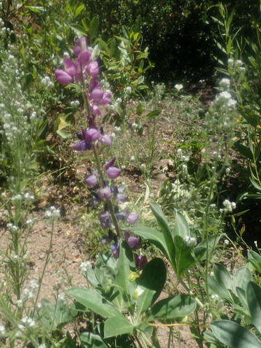 Image of Lupinus cervinus by no rights reserved
