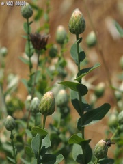 Klasea cerinthifolia