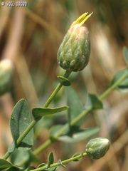Klasea cerinthifolia